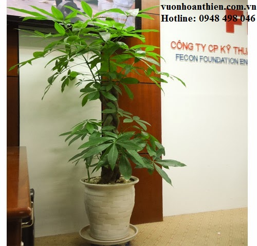Decorative plant