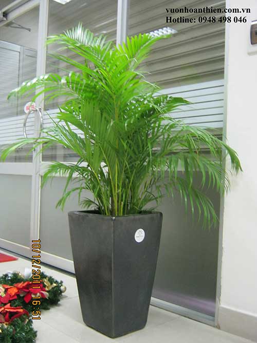 yellow palm tree