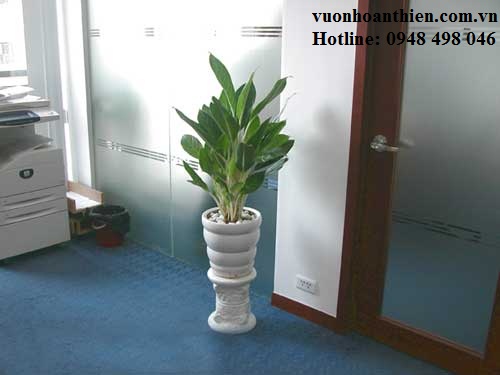 Decorative plant