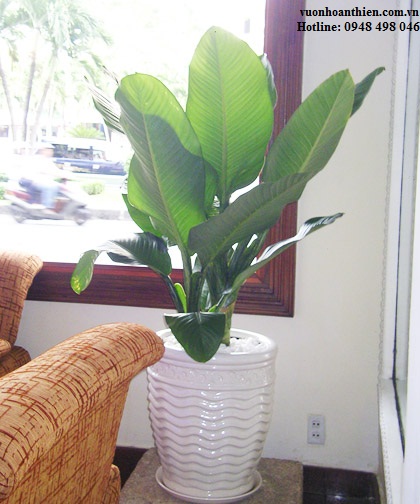 Decorative plant