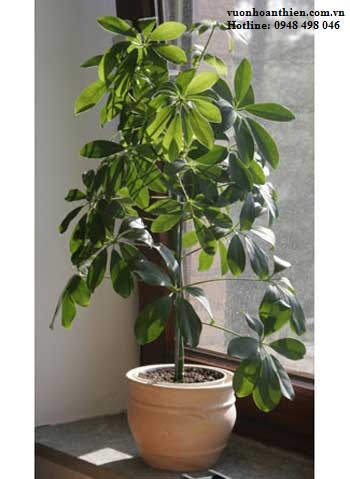 Decorative plant