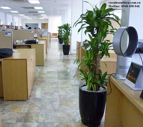 Decorative plant