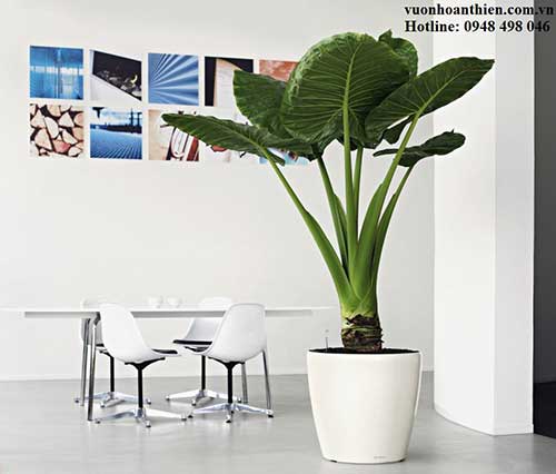 indoor decorative tree