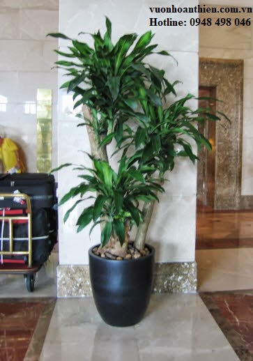 Decorative plant