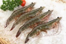 Vannamei shrimp