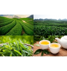 Green tea flavor