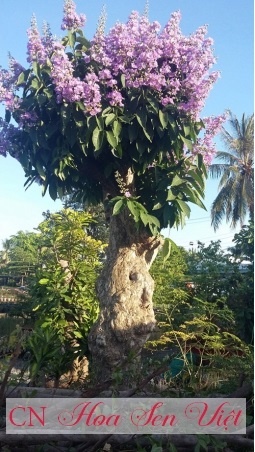 Crape Myrtle
