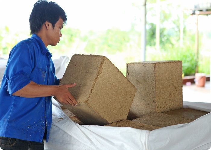 Bagasse