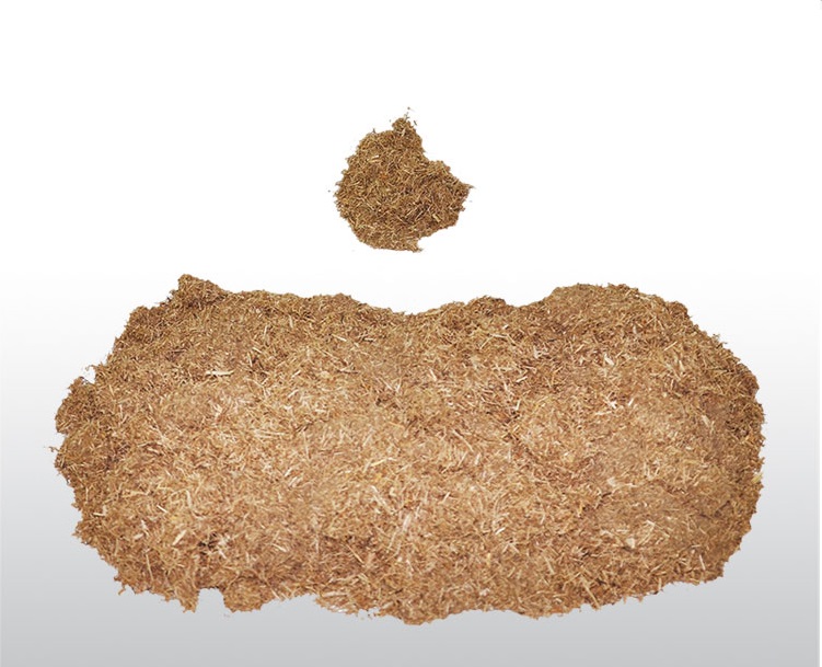 Bagasse
