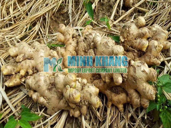 Fresh ginger