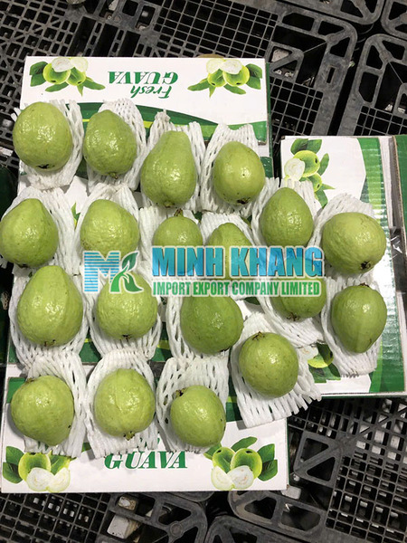 Guava