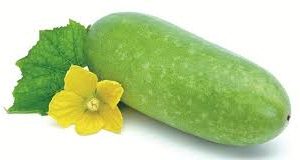 Winter melon