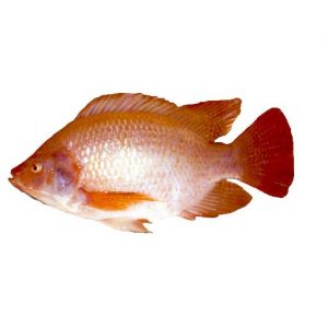 Red snapper
