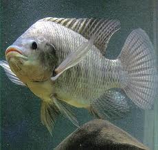 Tilapia