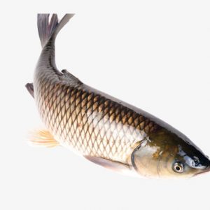 Black carp