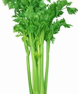Leek