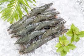 Fresh shrimp