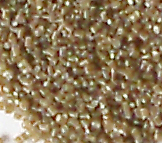 Clear white PP pellet