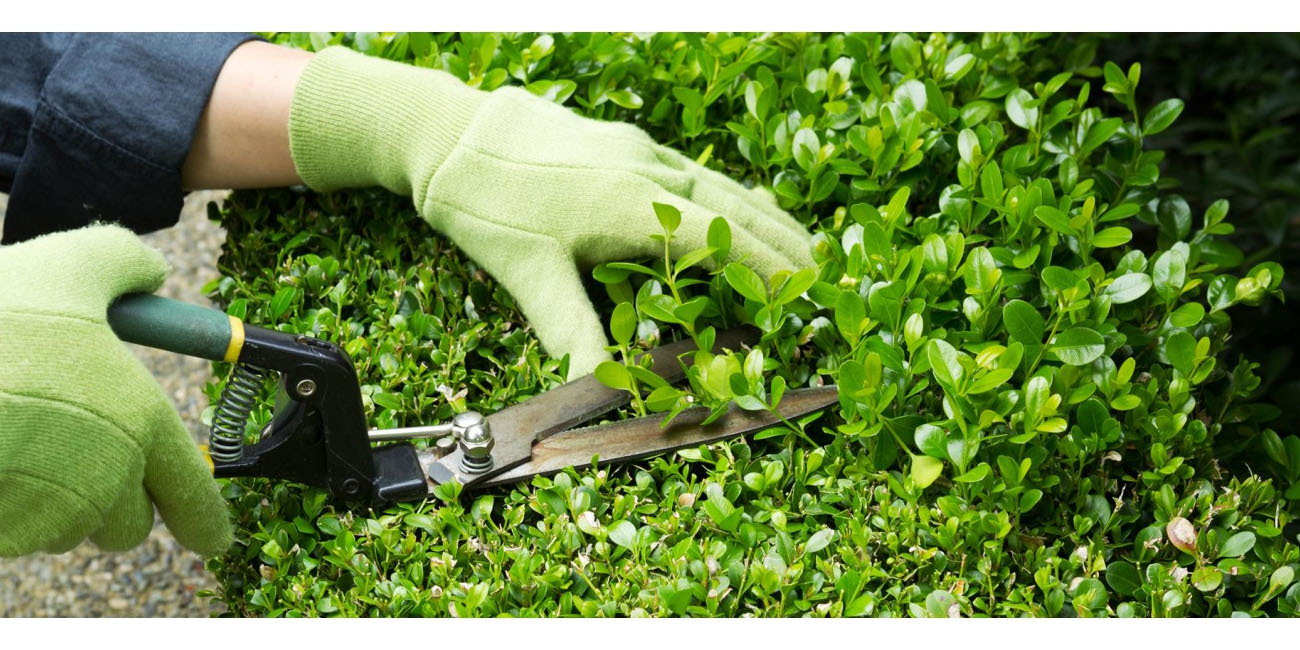 Tree service