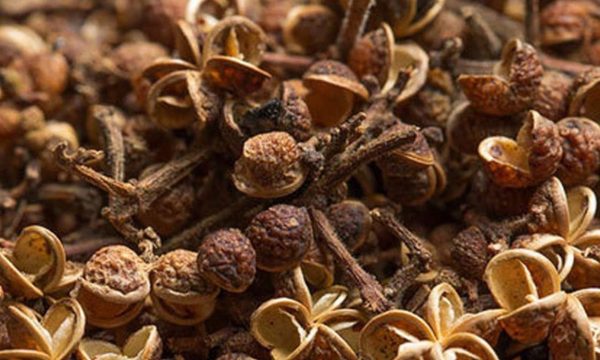 Indian prickly ash