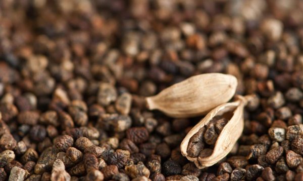 Black cardamom