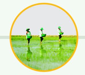 Select material areas for rice cultivation