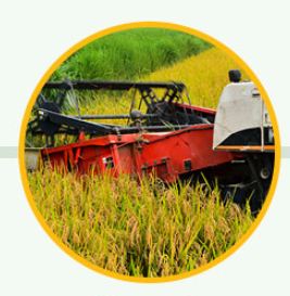 Rice Production