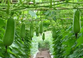 Squash