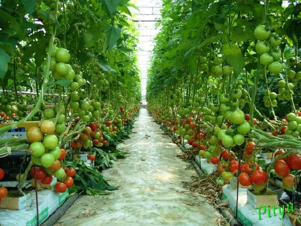 Tomato