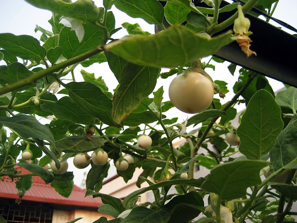 Eggplant