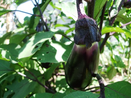 Eggplant