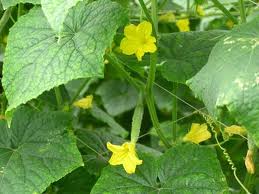 Cucumber