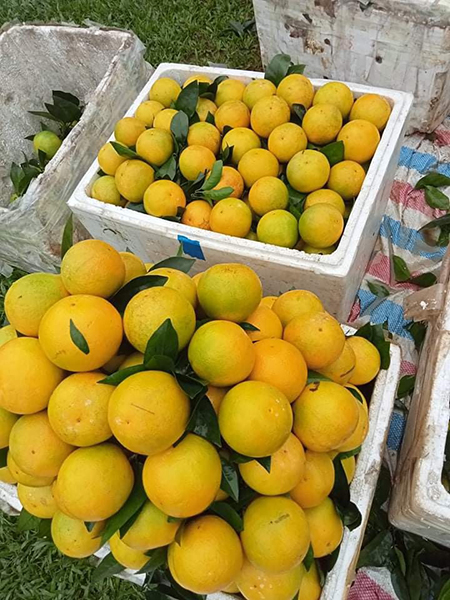 Fertilizer for Vinh oranges