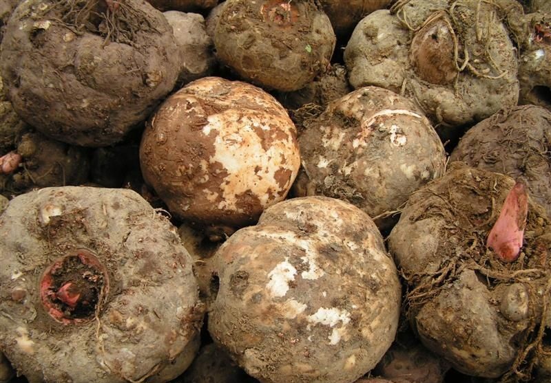 Konjac Powder