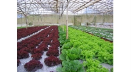 Agricultural film