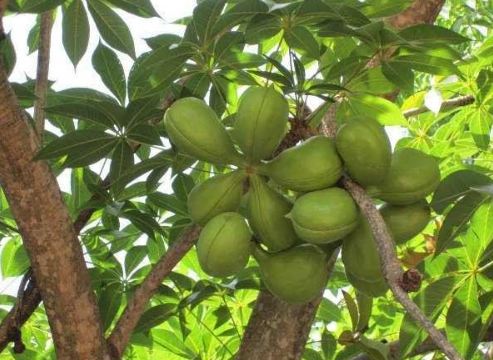Sterculia foetida tree
