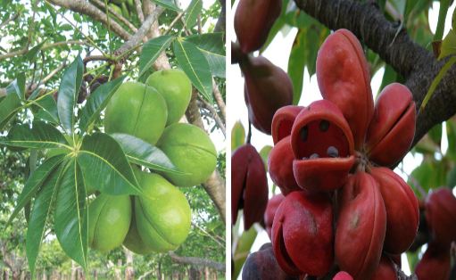 Sterculia foetida seed
