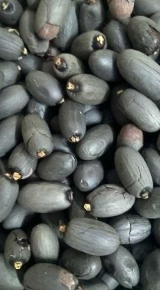Sterculia foetida fruit