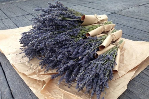 Lavender flowers