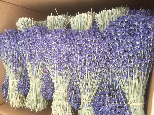 Lavender flowers