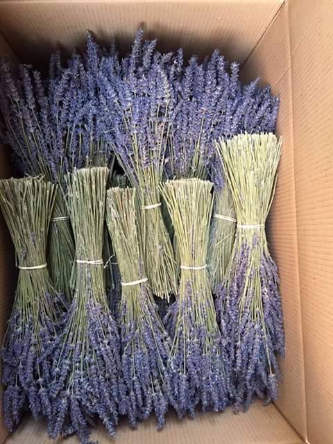 Lavender flowers