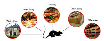Pest Control Service