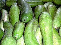 Winter melon
