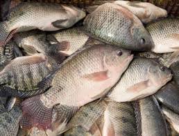 Tilapia
