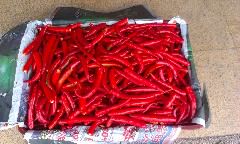 Chilli
