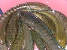 Elonga goby