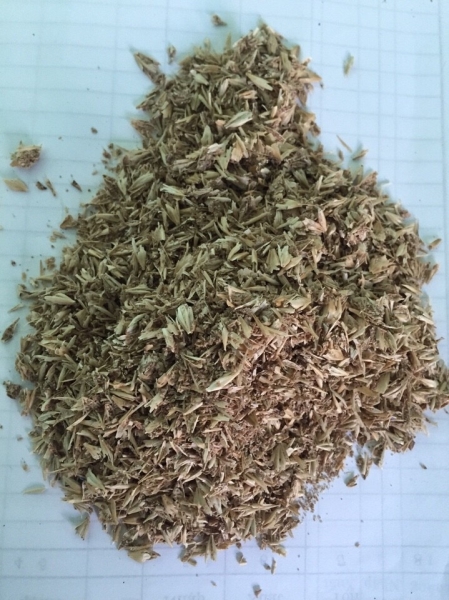 Beer yeast