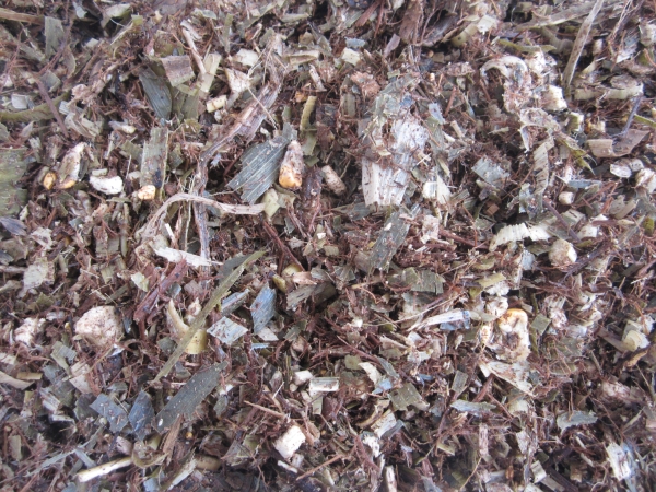 Mixed fermented bagasse, corn