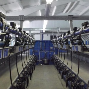 Cow milking parlor