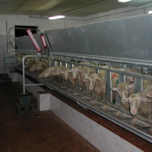 Goat milking parlor